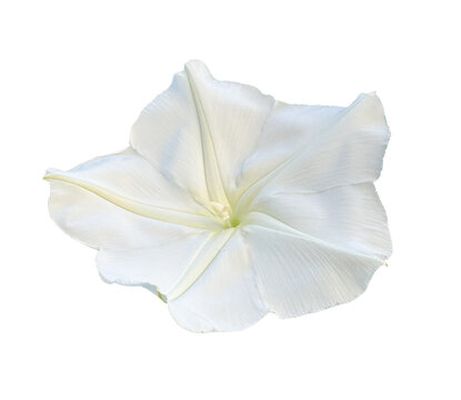 Moonflower.  Ipomoea alba, white night-blooming flower isolated on transparent background.