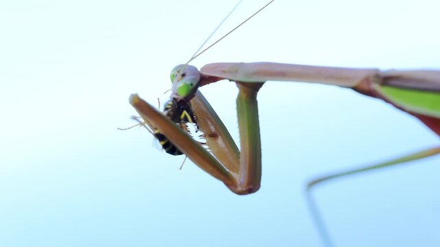 Praying mantis hunting and eating a bee. insect sharp forelegs grip bee as it feeds, predatory nature and survival instincts