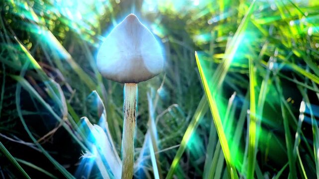 Glowing psychedelic liberty cap magic mushroom abstract