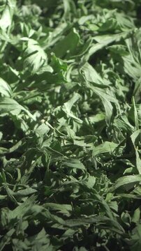 Parsley dries after meticulous chopping to hold onto its full-bodied taste. When added to recipes, it highlights careful preparation, turning simple meals into satisfying creations