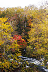 Fototapeta premium 滝見橋の紅葉