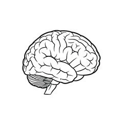 Anatomical illustration of the human brain, showcasing its intricate structure and cerebellum detail