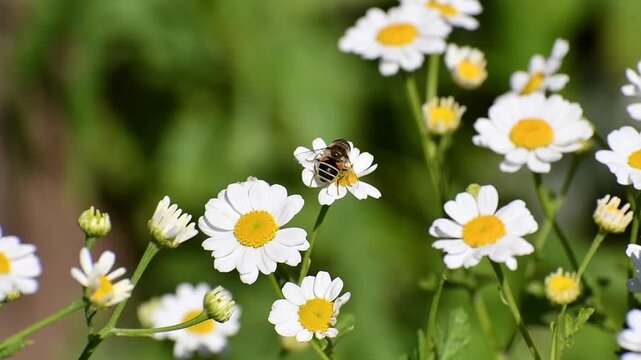 Bee on Feverfew