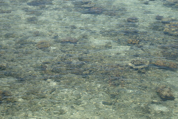 coral reef in the sea