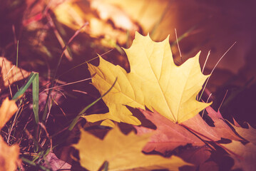 Autumn background-maple leaves fallen leaves lying on the grass