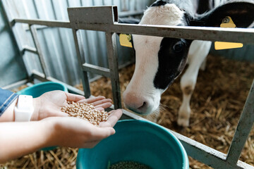 Concept livestock farm with organic cattle. Farmer holding mixture food of corn and wheat and giving them to calf cows in barn farm. © Parilov