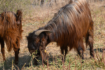 Fototapeta premium Black Cypriot goat with large horns in Cyprus