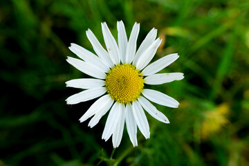 Obraz premium Close-up view of a white daisy flower blooming in a green field during sunny weather