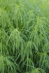 Green Artemisia ludoviciana plant with slender leaves grows outdoors in sunlight.