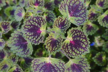 A Coleus plant shows off its vibrant green and purple leaves in a garden.