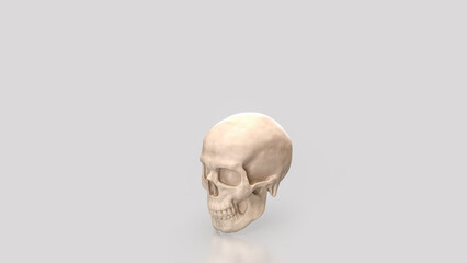 The Skull for Education or Sci concept 3d Rendering.