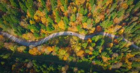 AERIAL TOP DOWN: Car drives along a road winding through a scenic autumn forest on a sunny day. Trees in various shades of green, yellow, and orange, form a colorful landscape that glows in sunlight.