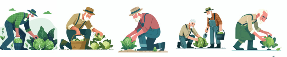 vector of grandfather harvesting vegetables in the garden