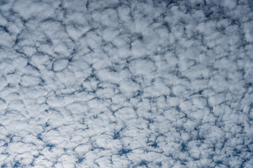 Fluffy altocumulus clouds fill the blue sky in this striking cloudscape.