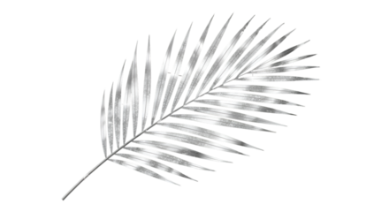 Silver Palm Frond on Black Background