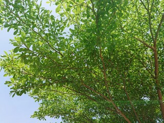 green leaves on a branch