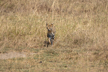 Serval cat. Wild small cat native to Africa. Ngorongoro Conservation Area, Karatu Kenya