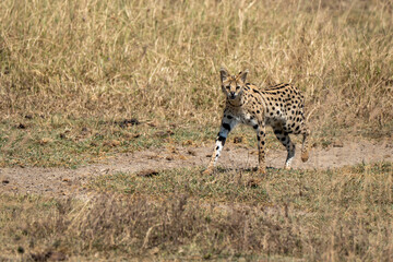 Serval cat. Wild small cat native to Africa. Ngorongoro Conservation Area, Karatu Kenya