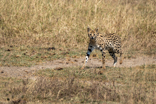 Serval cat. Wild small cat native to Africa. Ngorongoro Conservation Area, Karatu Kenya