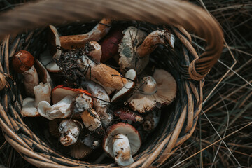 Freshly picked raw mushrooms in a rustic woven basket, ready for cooking. A variety of wild mushrooms are displayed in a basket, showcasing the bounty of the forest. Harvested fungi in fall season.