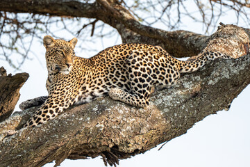Wild Leopard perched in tree looking for prey