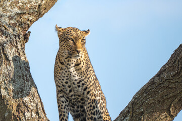 Wild Leopard perched in tree looking for prey
