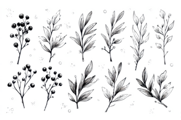 Set of botanical illustrations featuring delicate leaves and berries perfect for elegant design elements and decorative accents