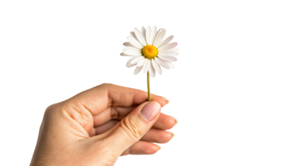 Holding a beautiful daisy flower in your hand captures the beauty of nature, summer, and spring blossom