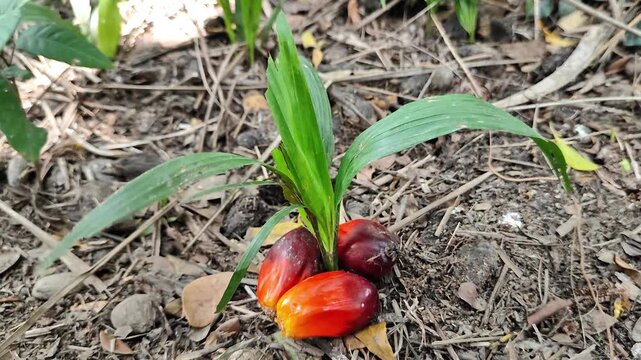 Palm oil seeds and fresh palm fruit on the ground