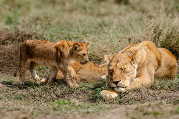 Female Lion surrounded by a small pack of little lion cubs. Wild lioness guarding baby cubs