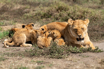 Female lion nursing baby cubs in Africa 