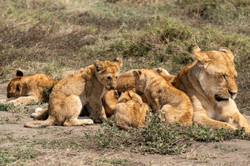 Female Lion surrounded by a small pack of little lion cubs. Wild lioness guarding baby cubs