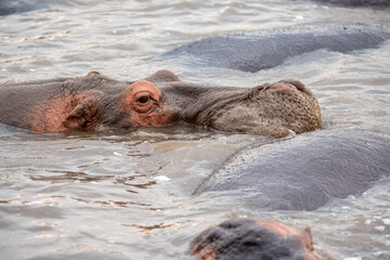 Closeup of Hippo's head with eyes open in pond. Hippopotamus.
