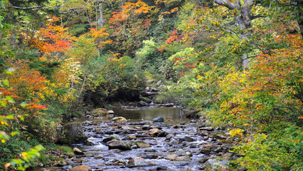 秋の尾瀬、草モミジの紅葉に包まれた尾瀬ヶ原と尾瀬沼トレッキング、群馬県,日本