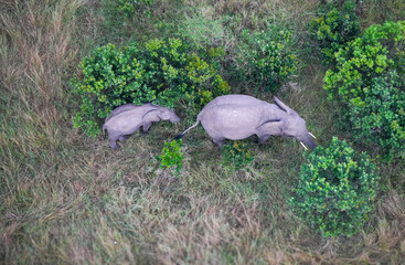 Ariel View of mother and baby elephant walking through brush. Taken from hot air balloon