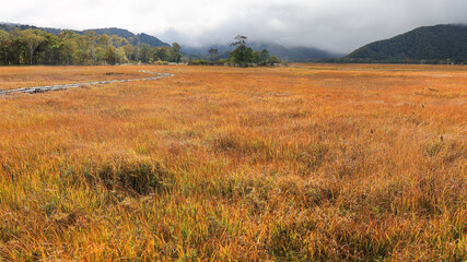 秋の尾瀬、草モミジの紅葉に包まれた尾瀬ヶ原と尾瀬沼トレッキング、群馬県,日本