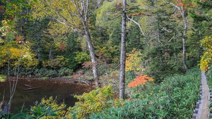 秋の尾瀬、草モミジの紅葉に包まれた尾瀬ヶ原と尾瀬沼トレッキング、群馬県,日本