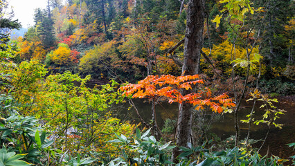 秋の尾瀬、草モミジの紅葉に包まれた尾瀬ヶ原と尾瀬沼トレッキング、群馬県,日本