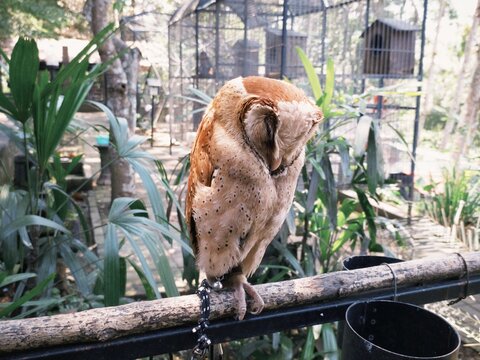 Baby Serak bukit oriental bay owl (Phodilus badius) sleeping on a wooden branch on a day