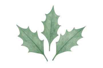 Fototapeta premium Green holly leaves watercolor drawing transparent background