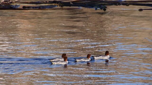 Common Merganser #1