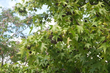 Foliage  and fruits of  of Liquidambar, commonly called sweetgum, gum,redgum, satin-walnut,or American storax