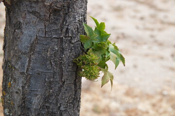 Foliage  and fruits of  of Liquidambar, commonly called sweetgum, gum,redgum, satin-walnut,or American storax