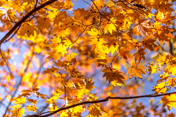 Golden Maple Leaves of Autumn