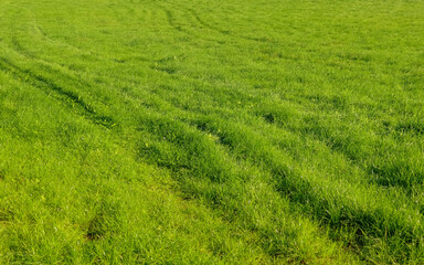 Obraz premium Lush green grass field with fresh tire tracks, showing nature's resilience and agricultural land use