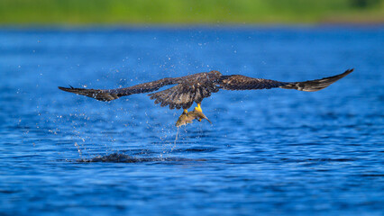 Immature Bald Eagle snatching a fish out of water