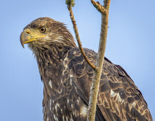 Close-up portrait of immature Bald Eagle in tree with pale blue sky