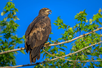 Immature Bald Eagle in tree with clear blue sky