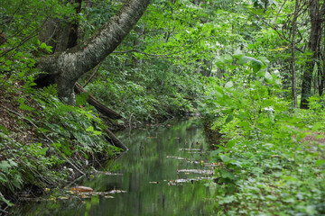 森の中の小さな川