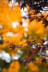 Beautiful vertical photo red maple leaves with orange backround autumn vibes in switzerland